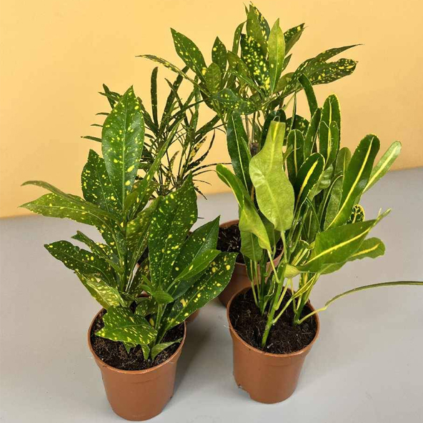 Croton Mini Bundle