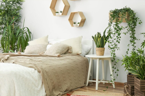 Five plants for your bedroom